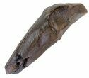 Fossil Whale Tooth - South Carolina #63570-1